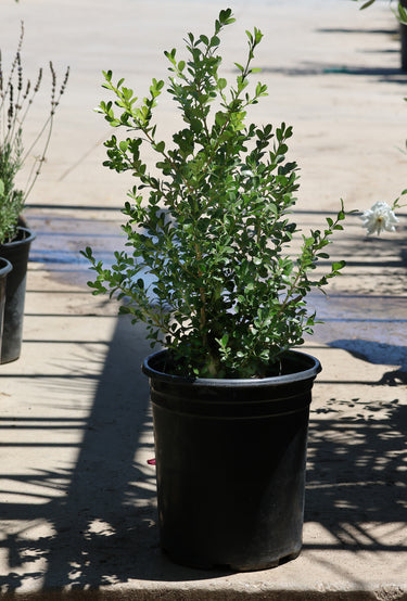 Japanese Boxwood